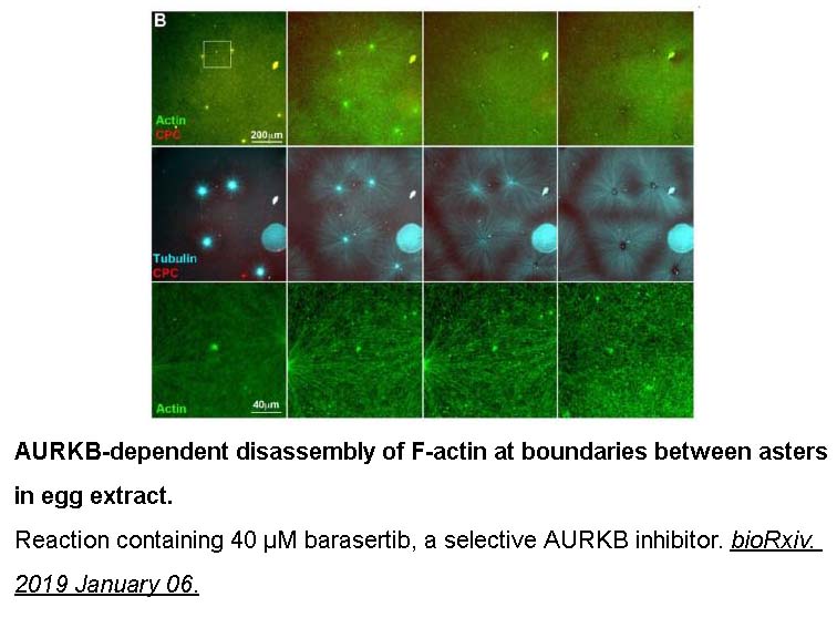 Barasertib (AZD1152-HQPA) Barasertib (AZD1152-HQPA)