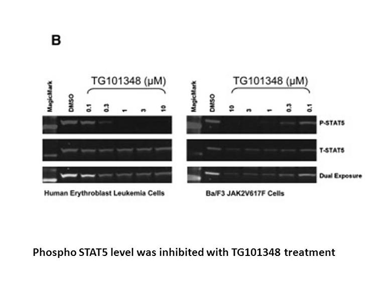 TG101348 (SAR302503)