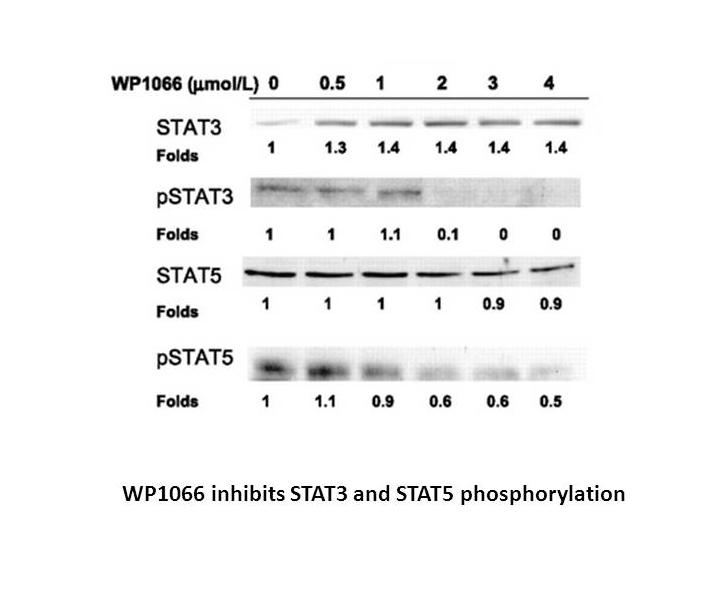 WP1066 WP1066