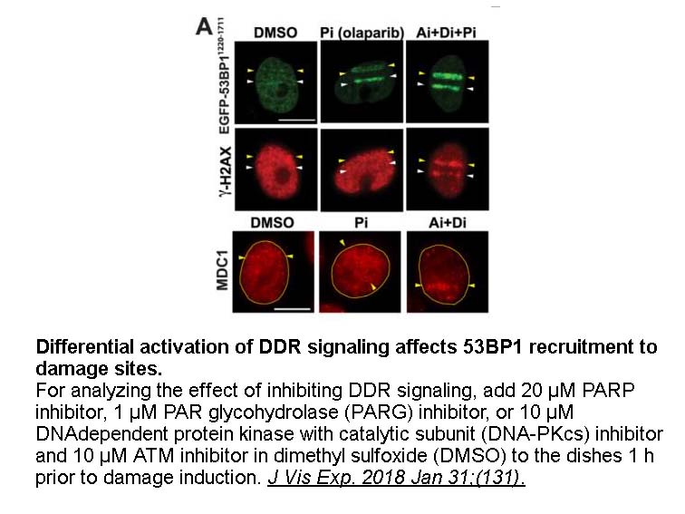 Olaparib (AZD2281, Ku-0059436) Olaparib (AZD2281, Ku-0059436)