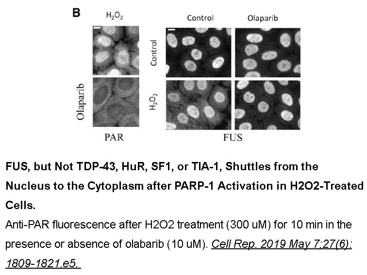 Olaparib (AZD2281, Ku-0059436) Olaparib (AZD2281, Ku-0059436)