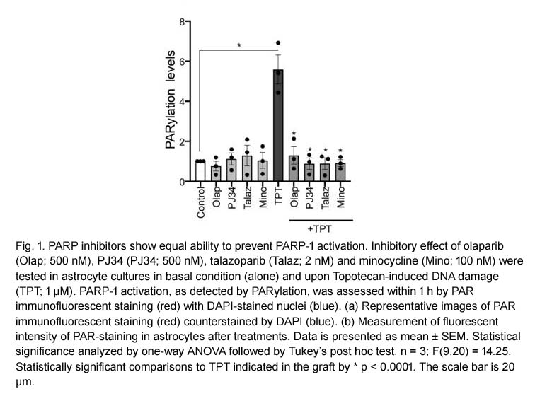 Olaparib (AZD2281, Ku-0059436) Olaparib (AZD2281, Ku-0059436)