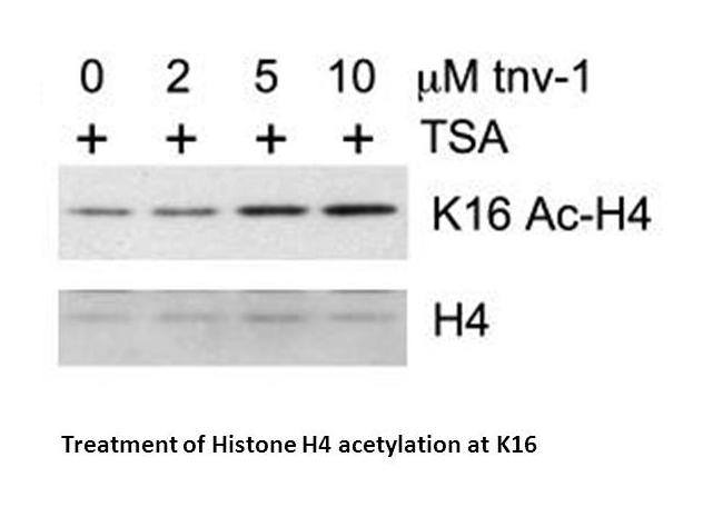 Tenovin-1