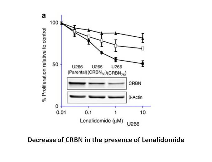 Lenalidomide (CC-5013) Lenalidomide (CC-5013)