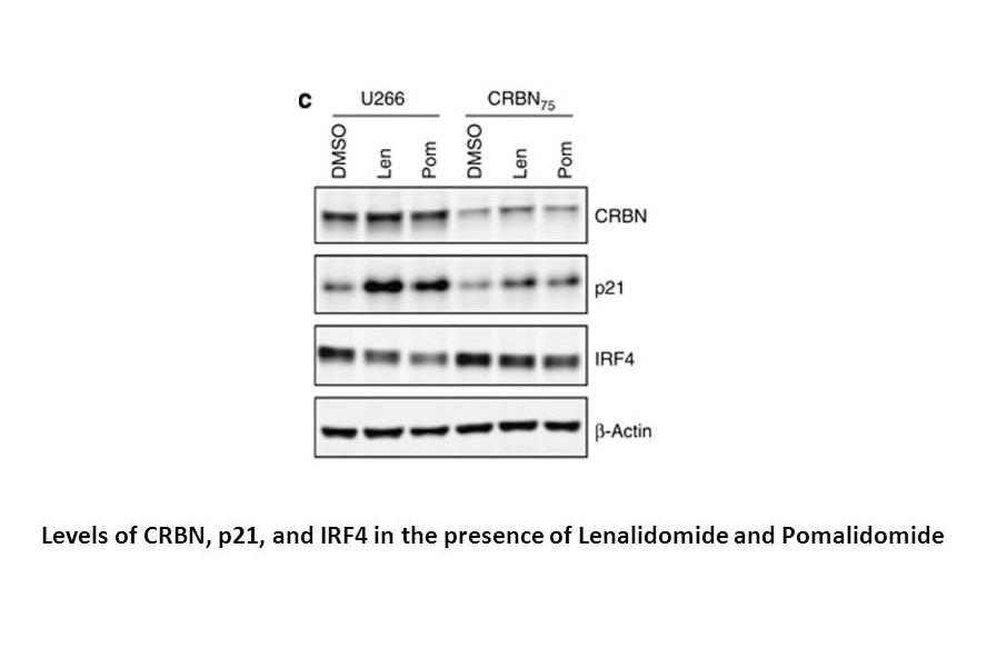Lenalidomide (CC-5013) Lenalidomide (CC-5013)