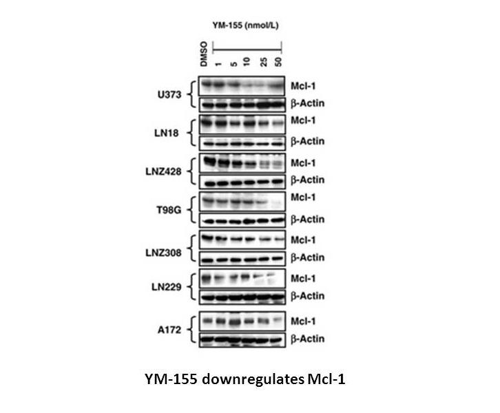 YM155