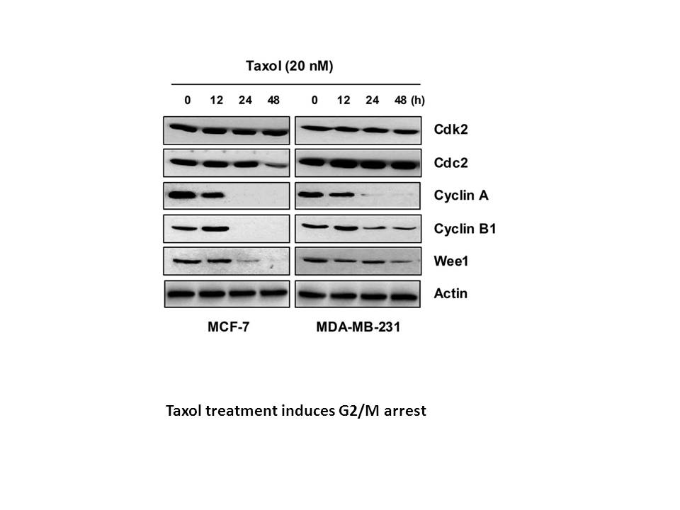 Paclitaxel (Taxol)