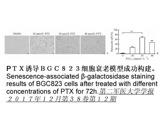 Paclitaxel (Taxol) Paclitaxel (Taxol)