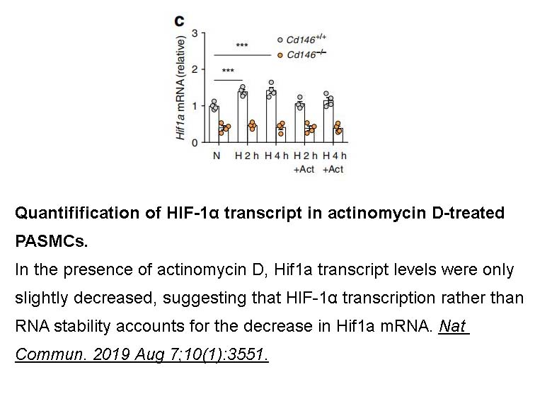 Actinomycin D Actinomycin D
