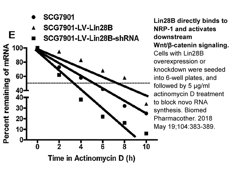 Actinomycin D Actinomycin D