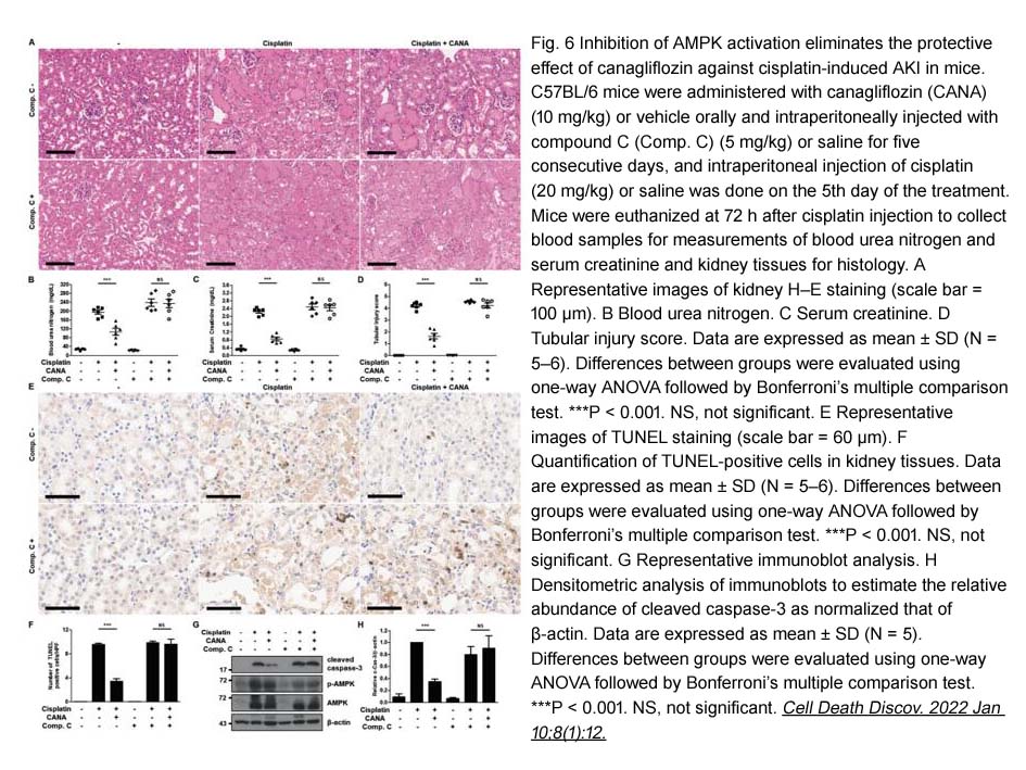 Empagliflozin (BI 10773) Empagliflozin (BI 10773)