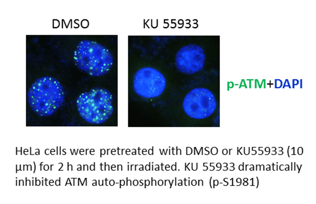 KU 55933