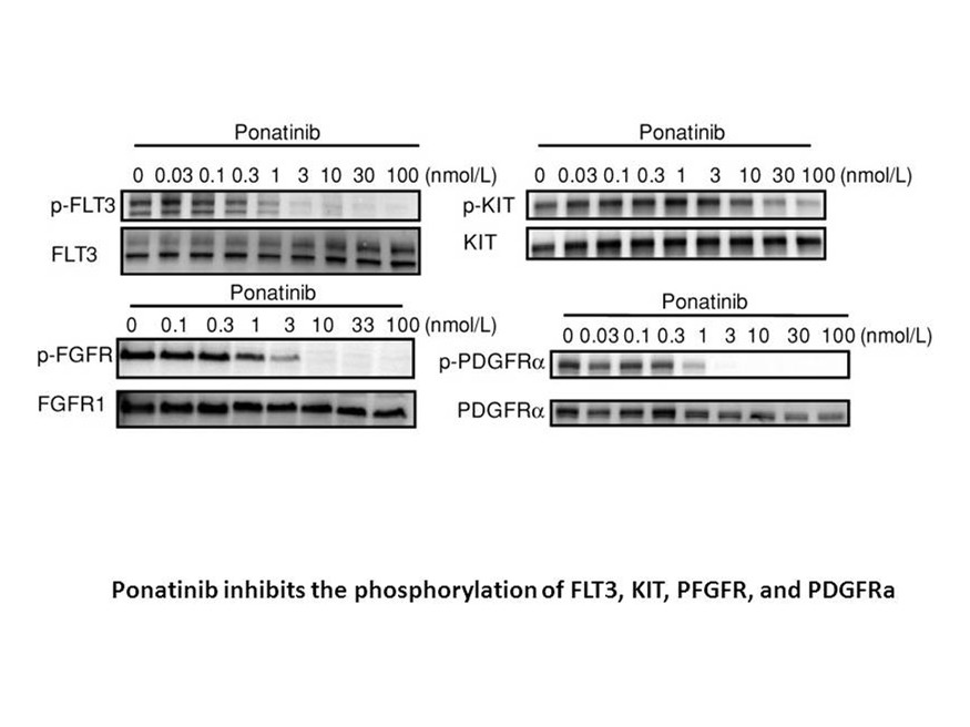 Ponatinib (AP24534) Ponatinib (AP24534)