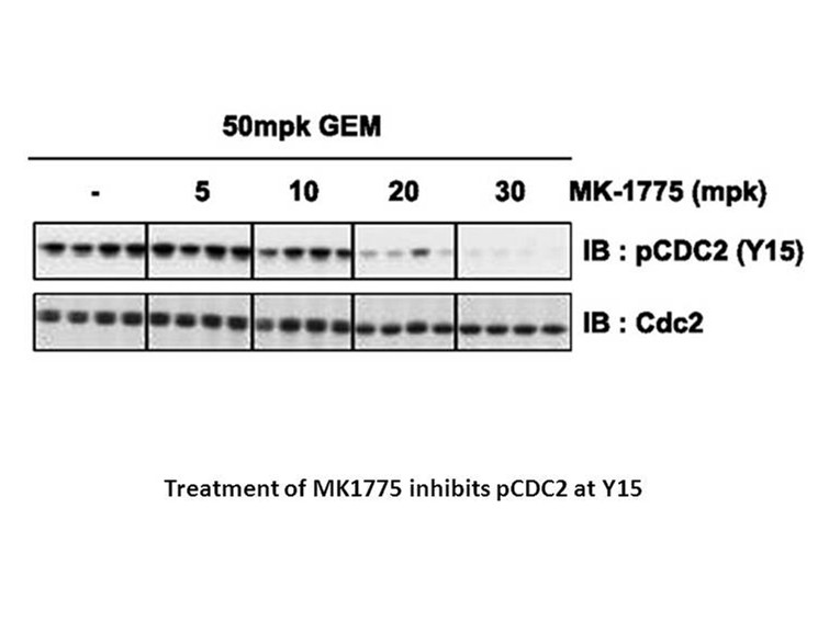 MK-1775 MK-1775