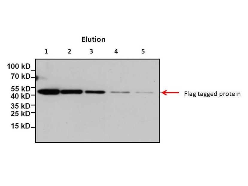 FLAG tag Peptide FLAG tag Peptide