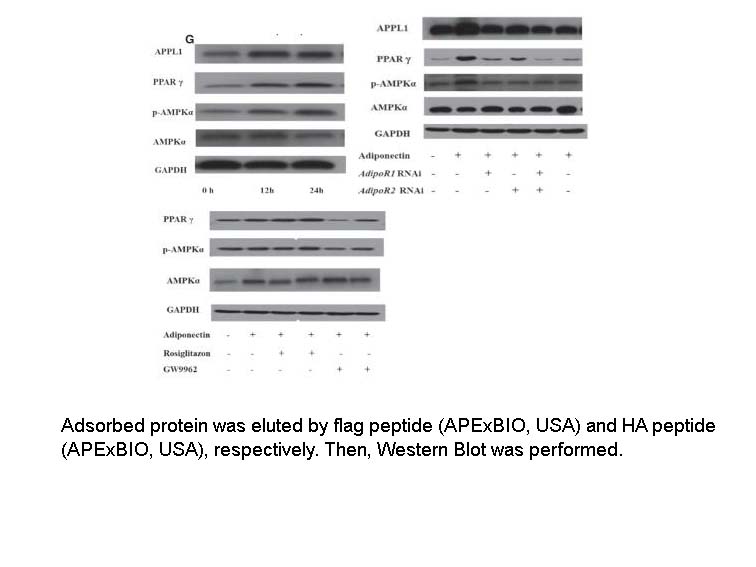 DYKDDDDK tag Peptide