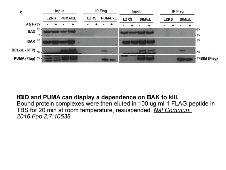 FLAG tag Peptide