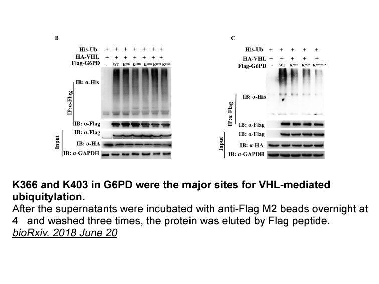 FLAG tag Peptide