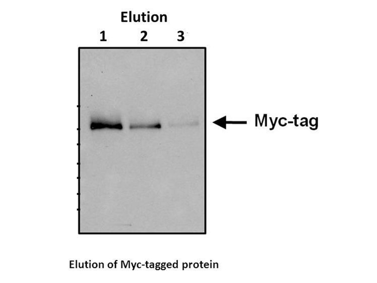 c-Myc tag Peptide c-Myc tag Peptide