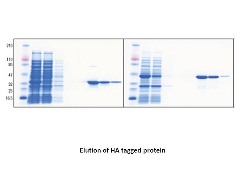 Influenza Hemagglutinin (HA) Peptide