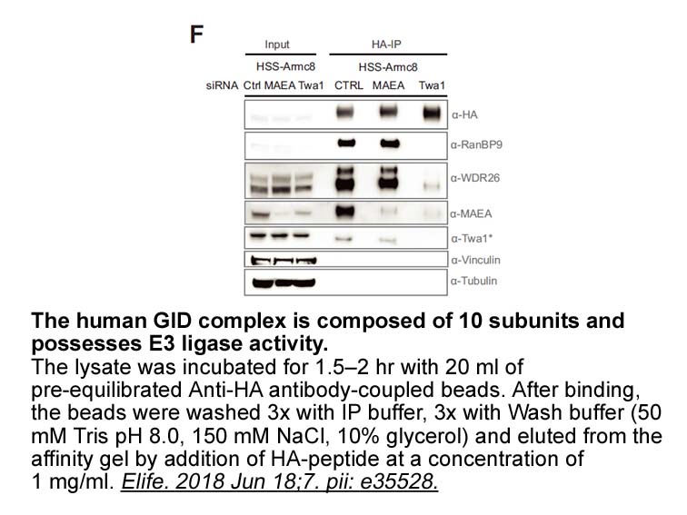 Influenza Hemagglutinin (HA) Peptide