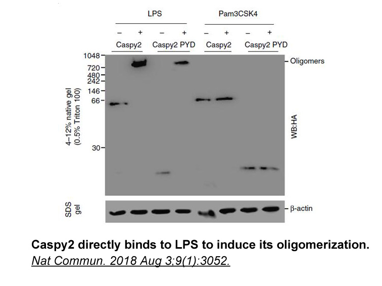 Influenza Hemagglutinin (HA) Peptide