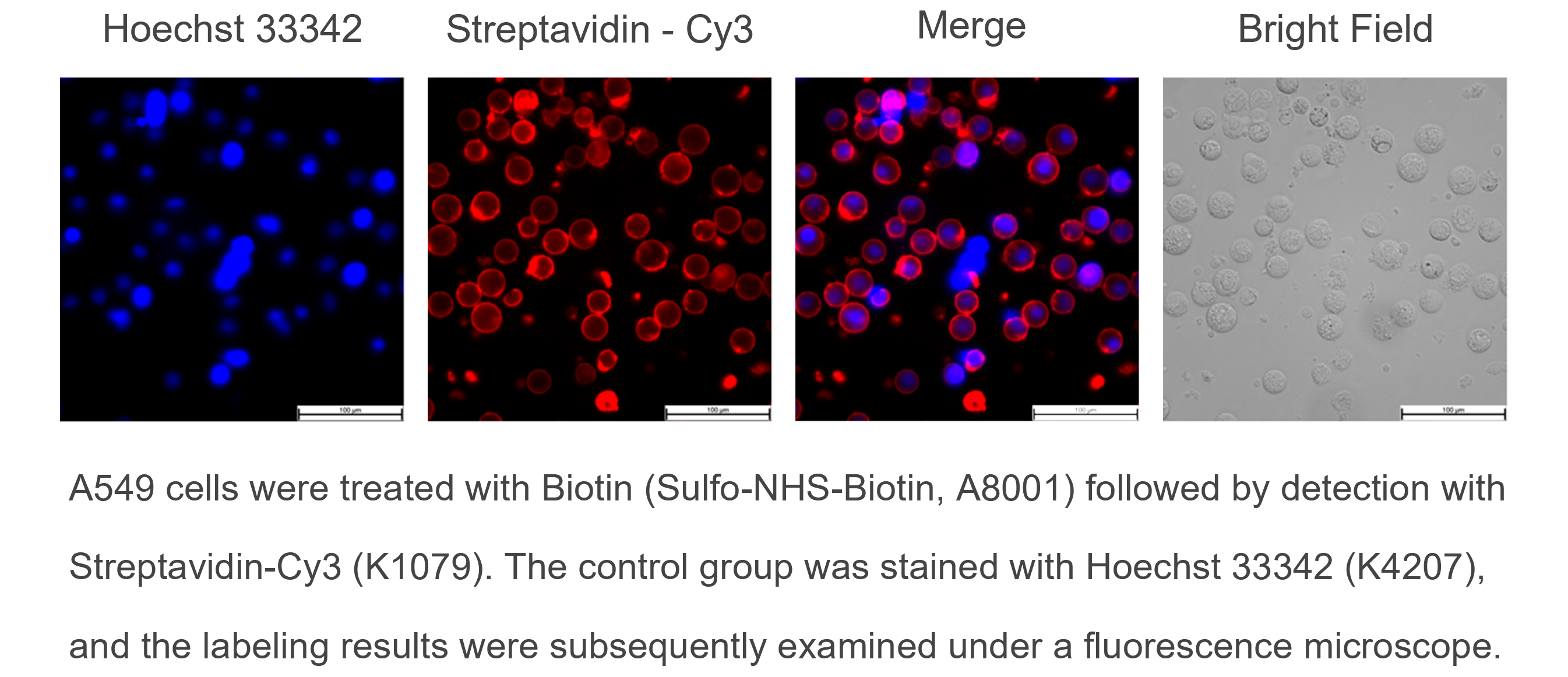 Sulfo-NHS-Biotin Sulfo-NHS-Biotin
