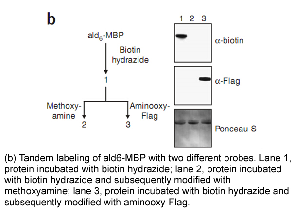 Biotin Hydrazide