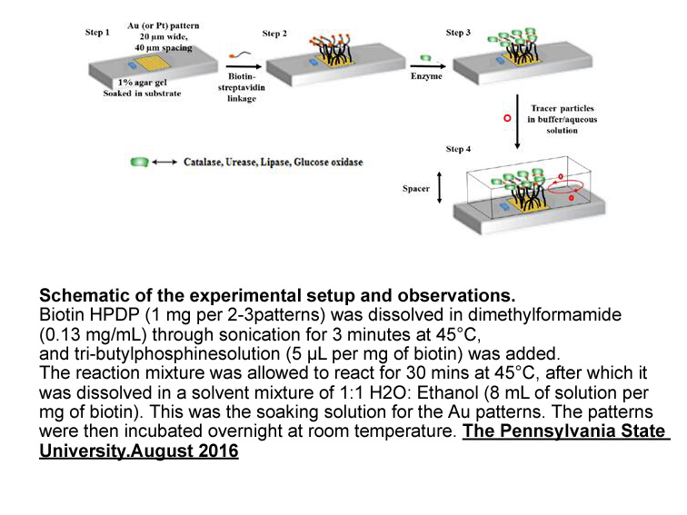 Biotin-HPDP