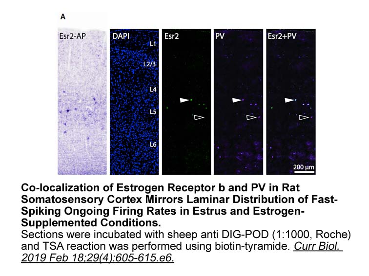 Biotin-tyramide Biotin-tyramide