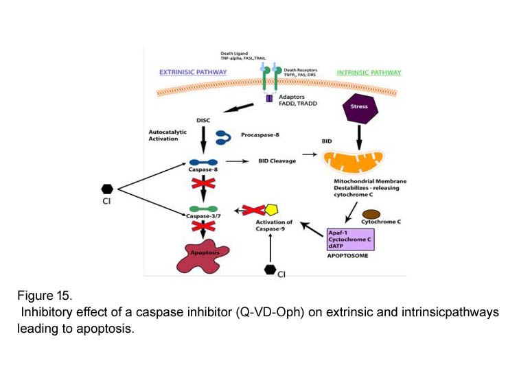 Q-VD(OMe)-OPh Q-VD(OMe)-OPh