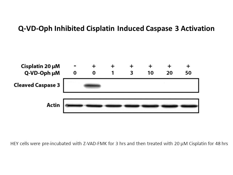 Q-VD(OMe)-OPh Q-VD(OMe)-OPh