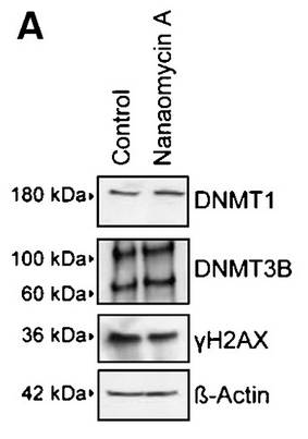 Nanaomycin A Nanaomycin A