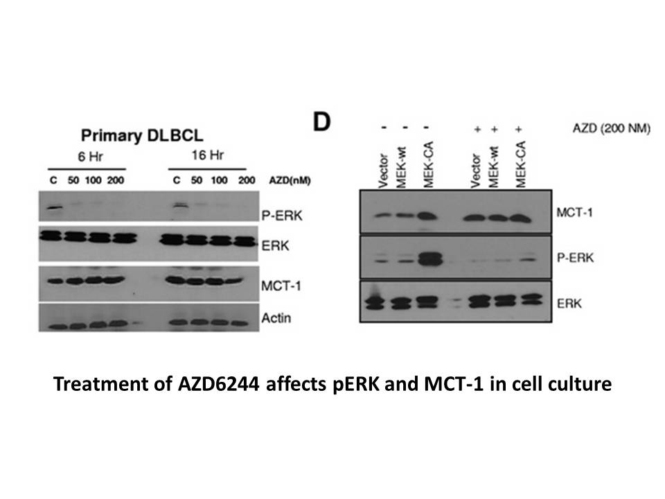 AZD6244 (Selumetinib) AZD6244 (Selumetinib)