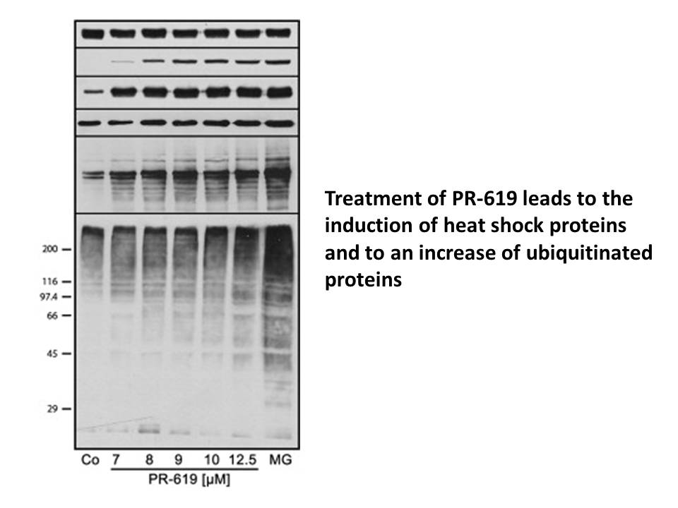PR-619 PR-619