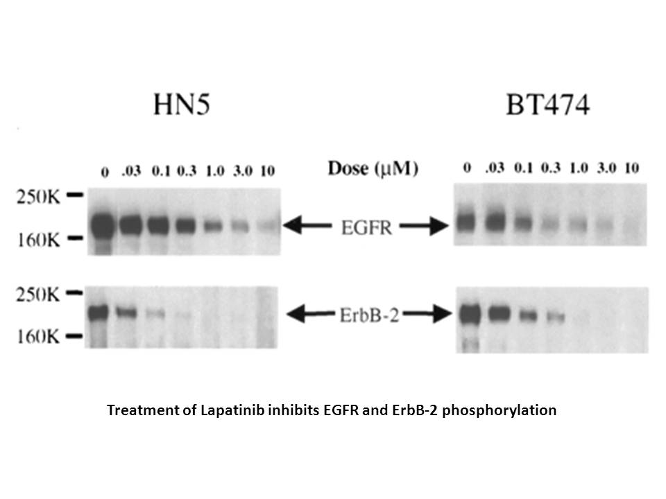 Lapatinib Lapatinib