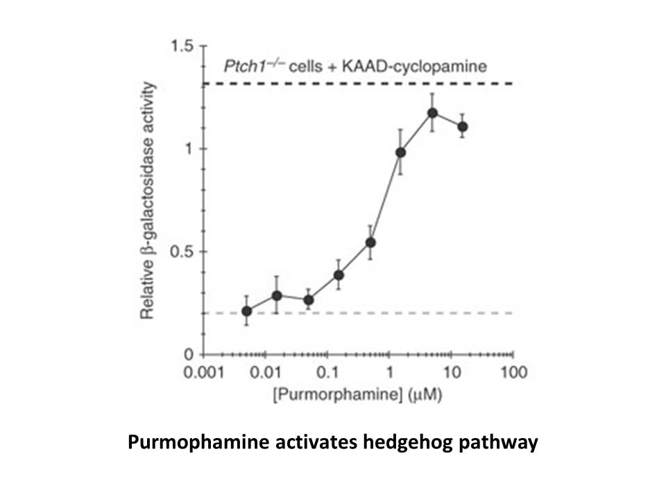 Purmorphamine Purmorphamine