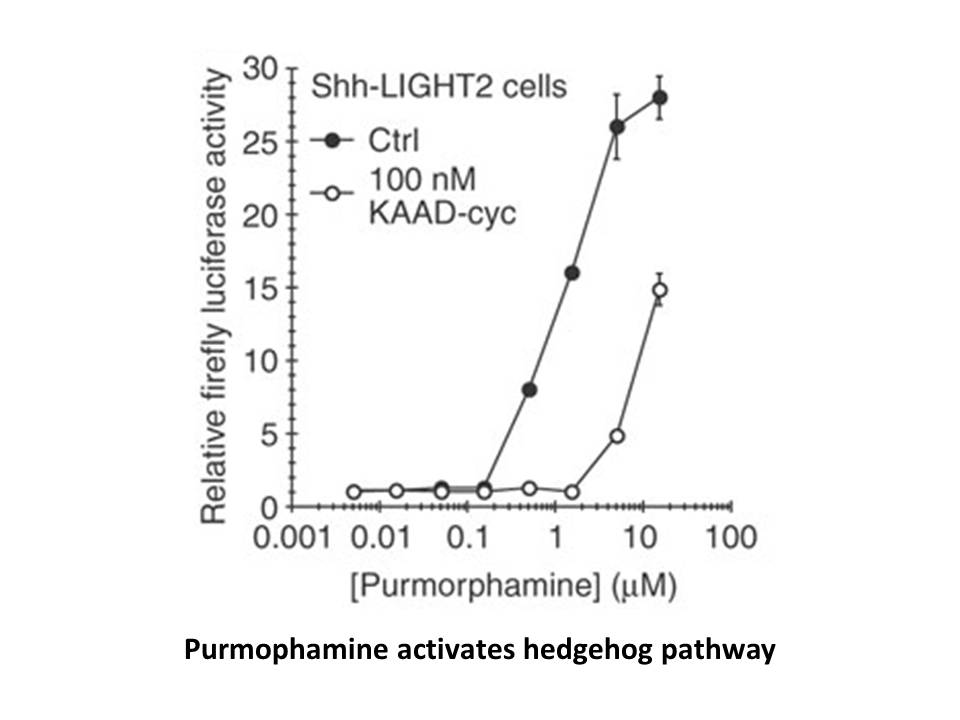 Purmorphamine Purmorphamine