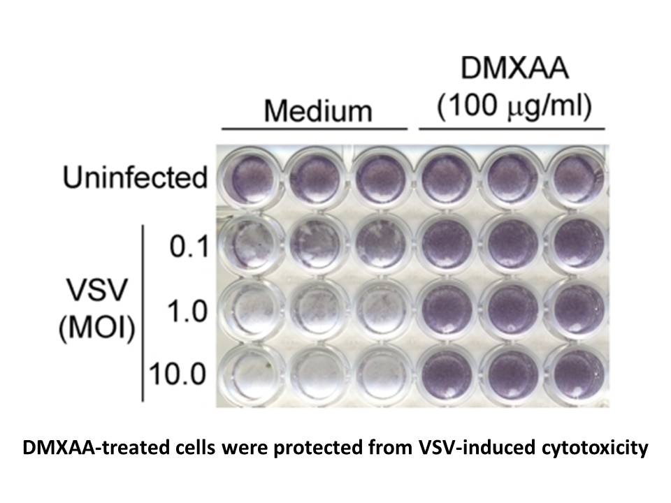 DMXAA (Vadimezan)