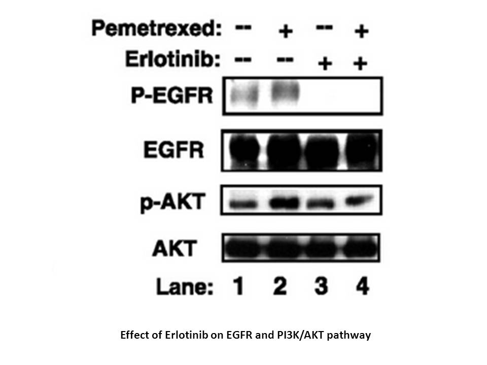 Erlotinib Hydrochloride Erlotinib Hydrochloride