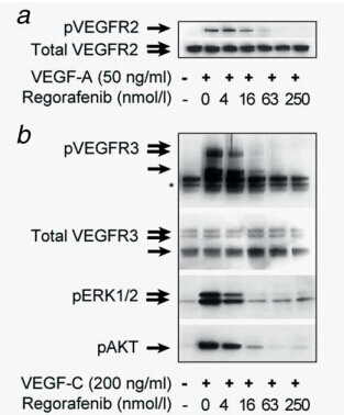 Regorafenib Regorafenib