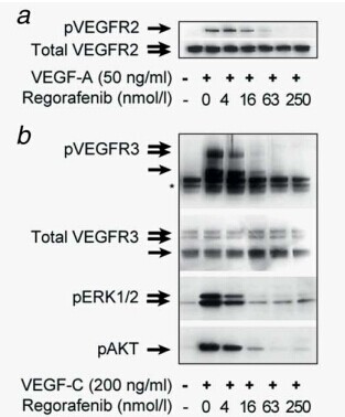 Regorafenib