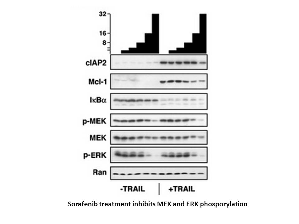 YO-01027 (Dibenzazepine, DBZ) Sorafenib Tosylate