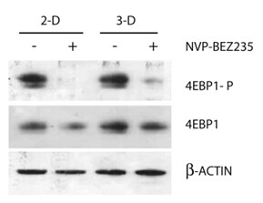 BEZ23 BEZ235 (NVP-BEZ235)