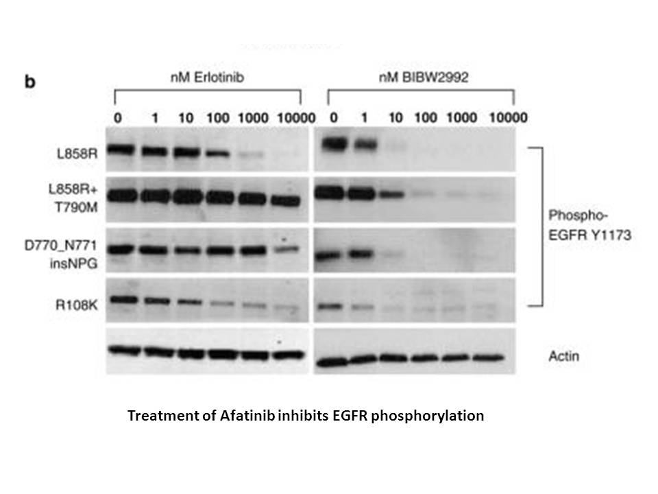 Afatinib(BIBW2992) Afatinib(BIBW2992)