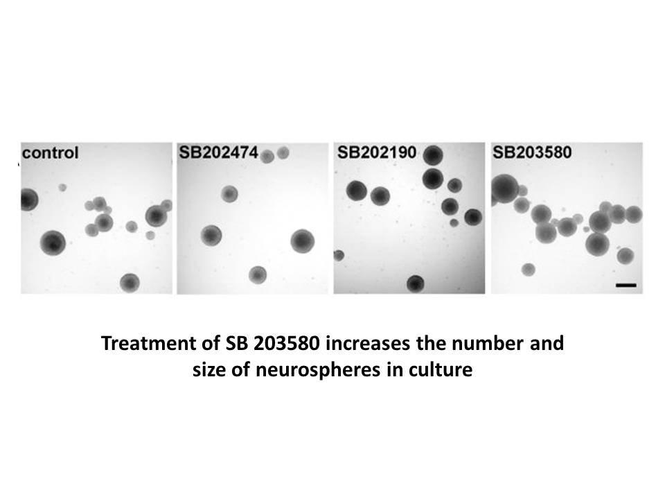 SB 203580 SB 203580
