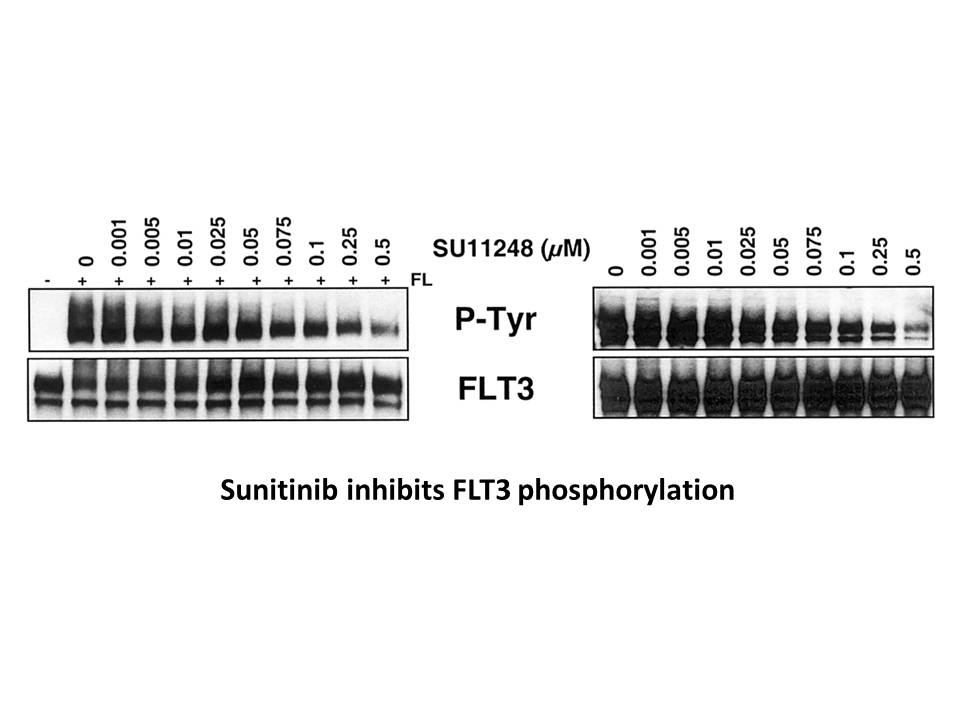 Sunitinib malate