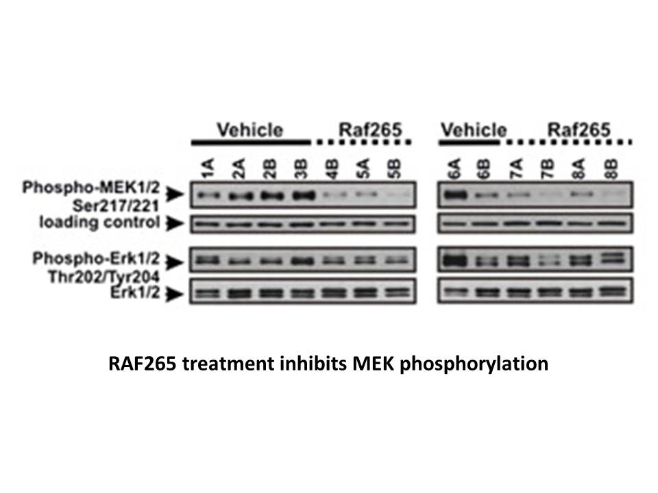 RAF265 RAF265