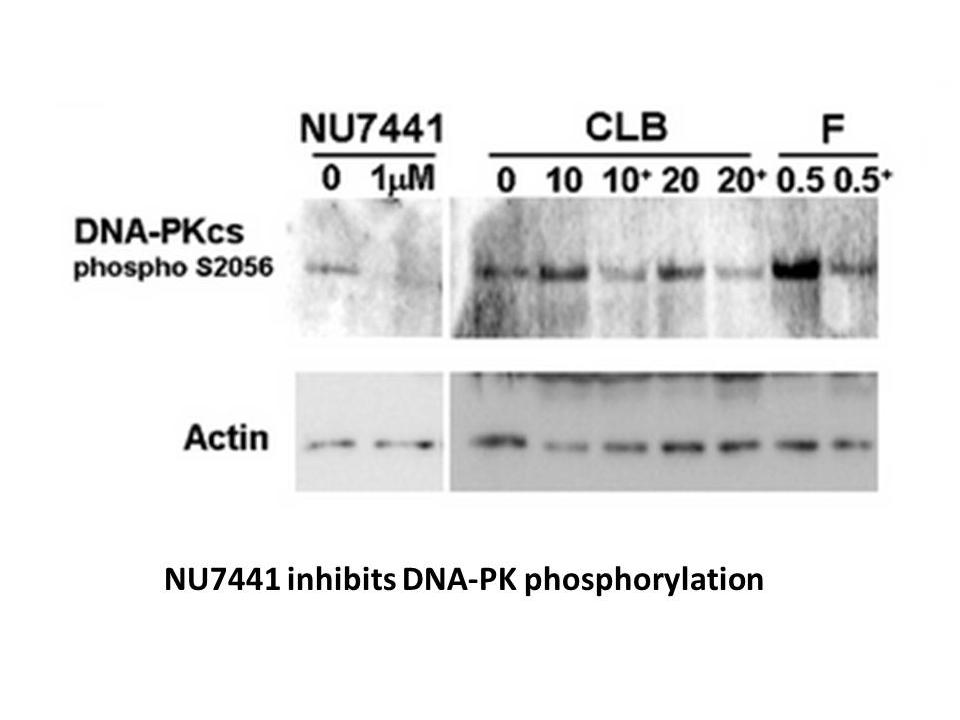 NU7441 (KU-57788)