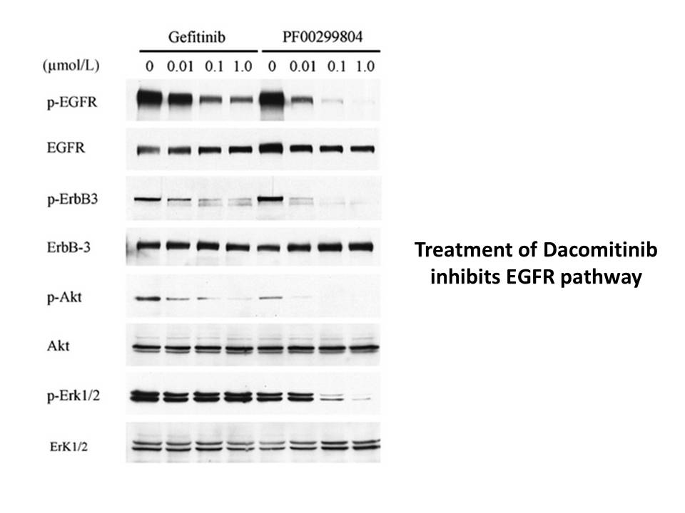 Dacomitinib (PF299804, PF299)